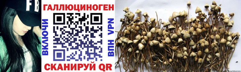Псилоцибиновые грибы мицелий  Новый Уренгой 